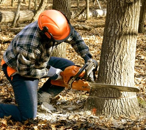 Tree Removal in Marienthal, KS